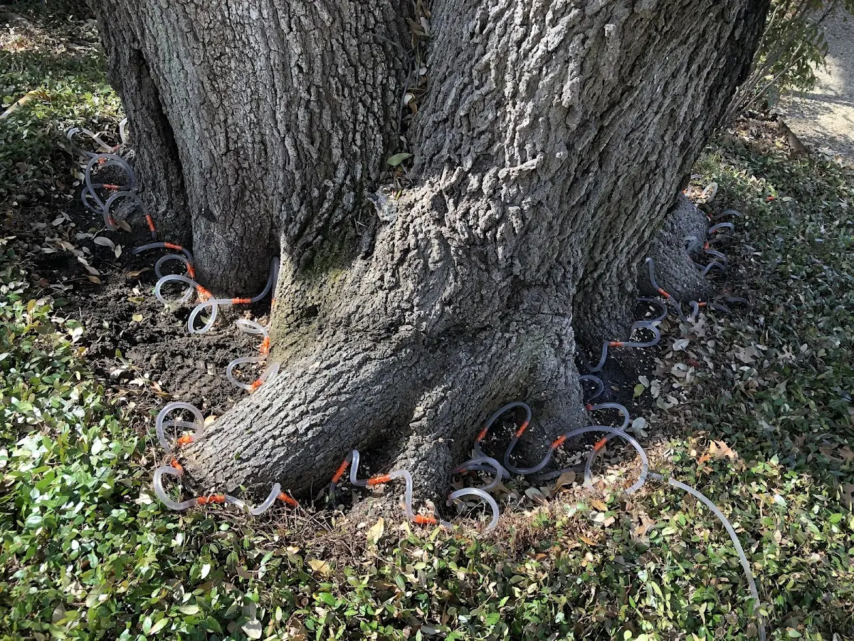 Detailed Tree Cabling and Bracing job site in Trinity Center