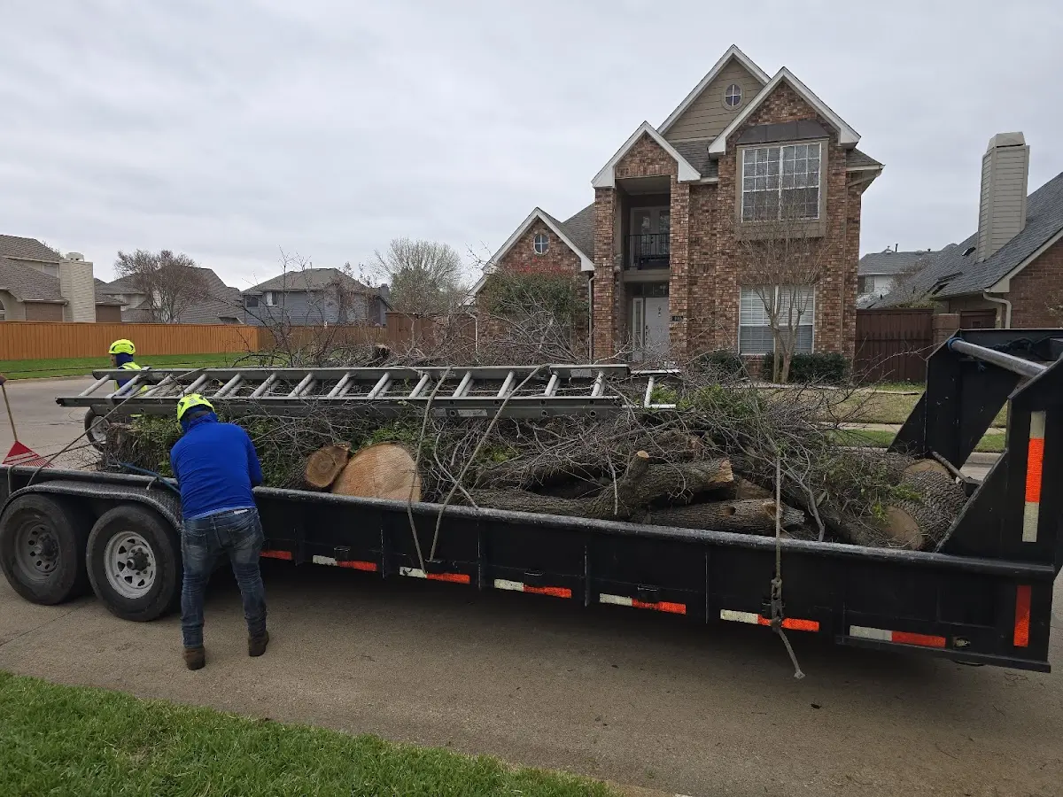 Expert Tree Fertilization with proper safety equipment in Trinity Center
